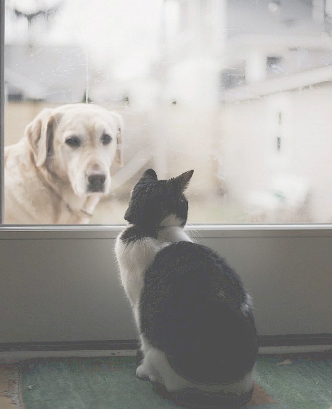 Dog & Cat Vet in Montgomery, AL