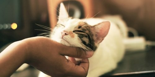 Cat Vet in Montgomery, AL