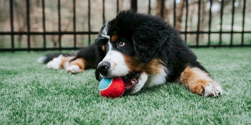 Dog Vet in Montgomery, AL